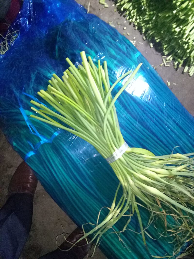 冷库批发精品白苔，红苔蒜苔，市场.超市.电商货，坏烂包赔