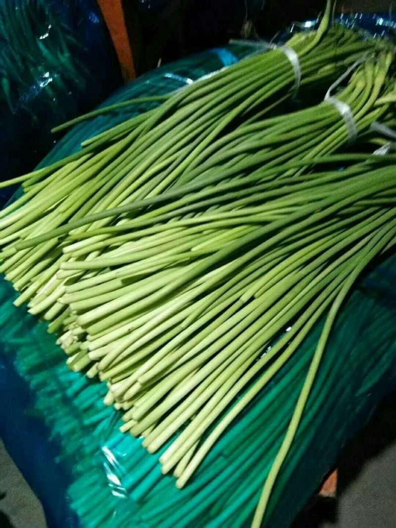 冷库批发精品白苔，红苔蒜苔，市场.超市.电商货，坏烂包赔