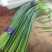 冷库批发精品白苔，红苔蒜苔，市场.超市.电商货，坏烂包赔