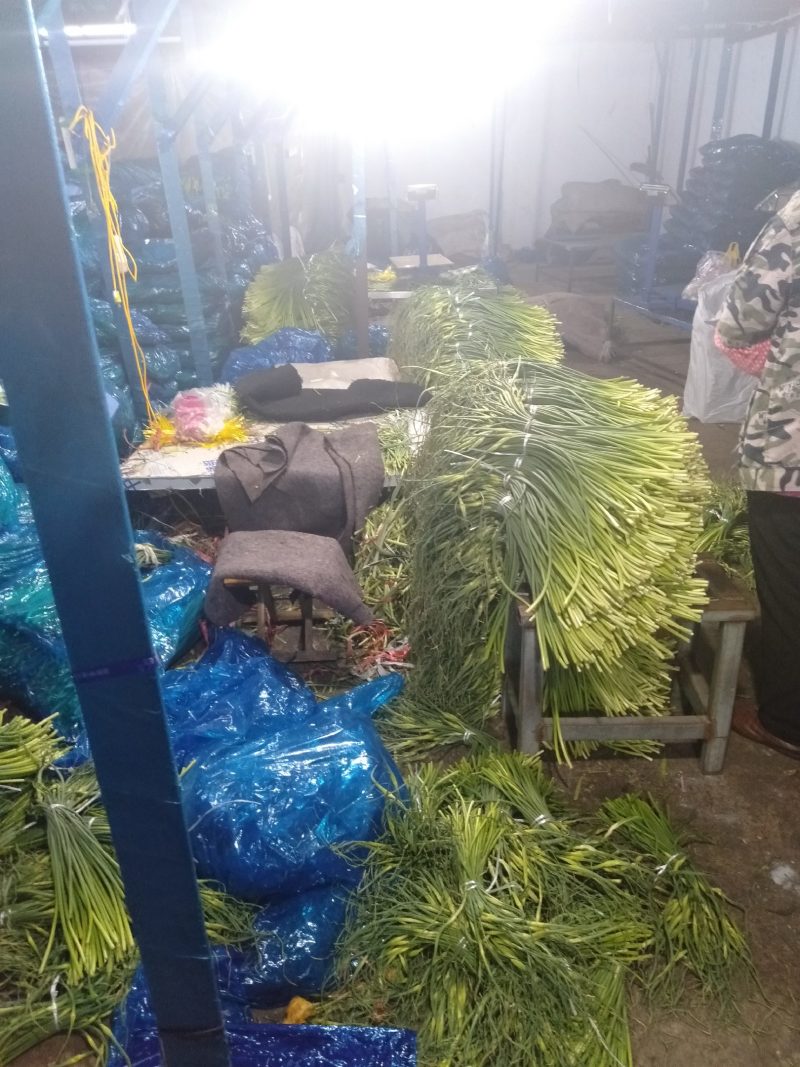 冷库批发精品白苔，红苔蒜苔，市场.超市.电商货，坏烂包赔