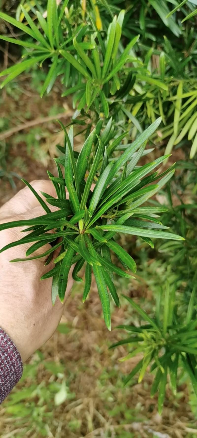 罗汉松