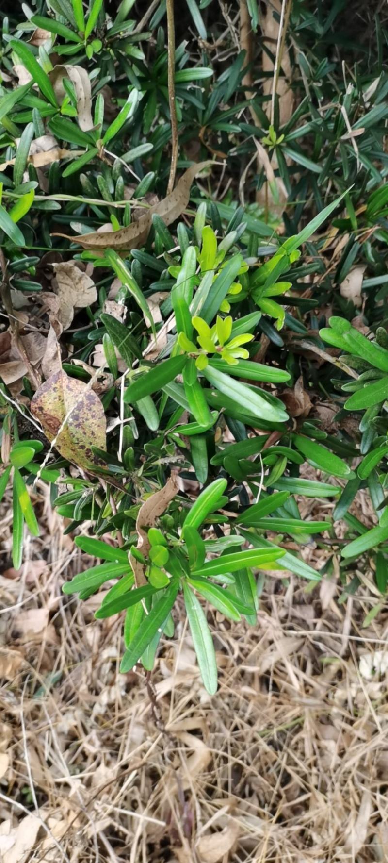 罗汉松