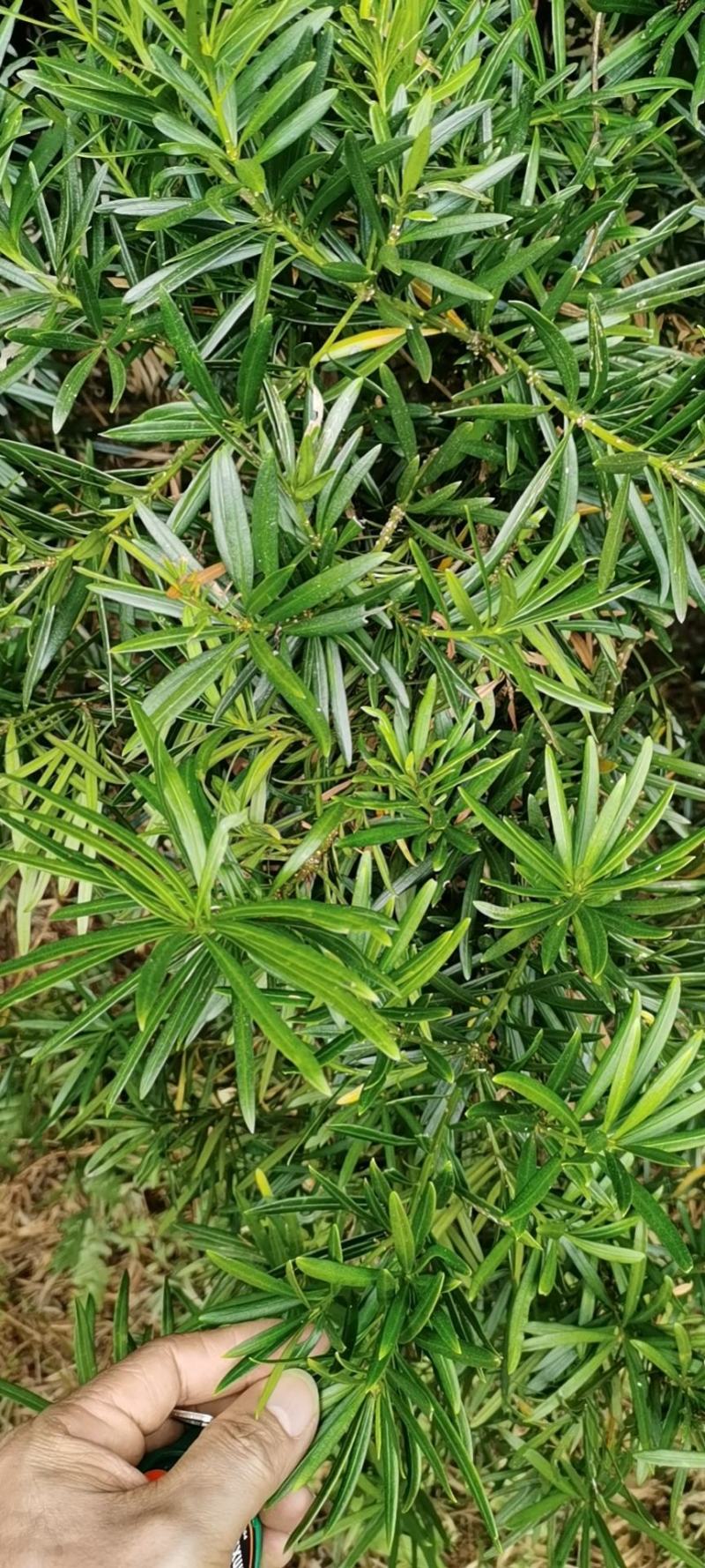 罗汉松