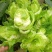 小心儿菜大心儿菜