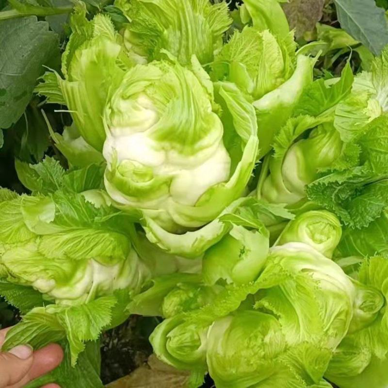 小心儿菜大心儿菜