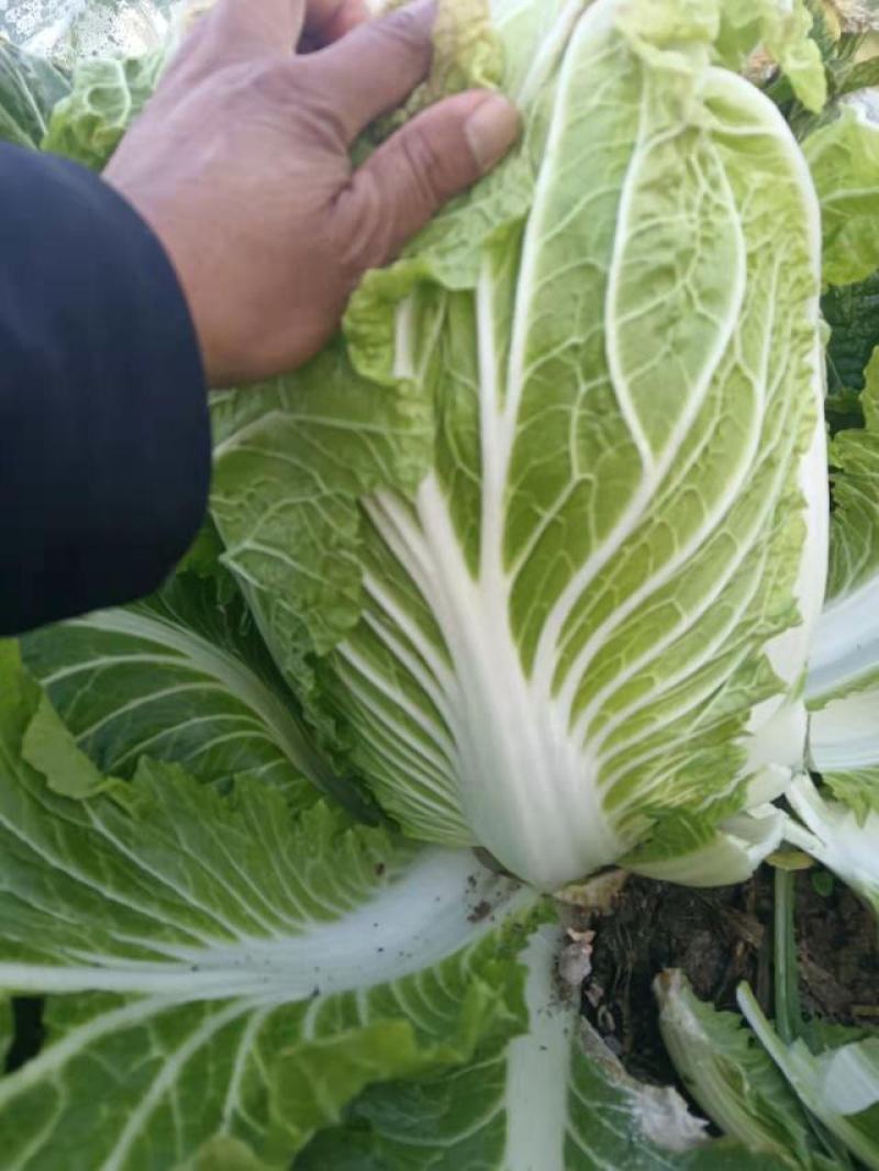 精品白菜大量有货。需要的联系我！质量保证，产地直发，全国