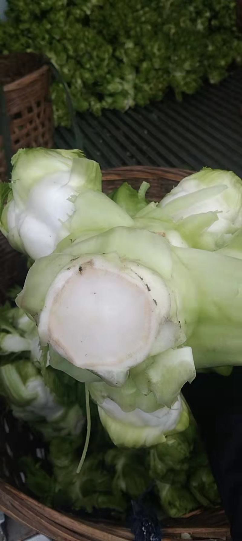 小心儿菜大心儿菜