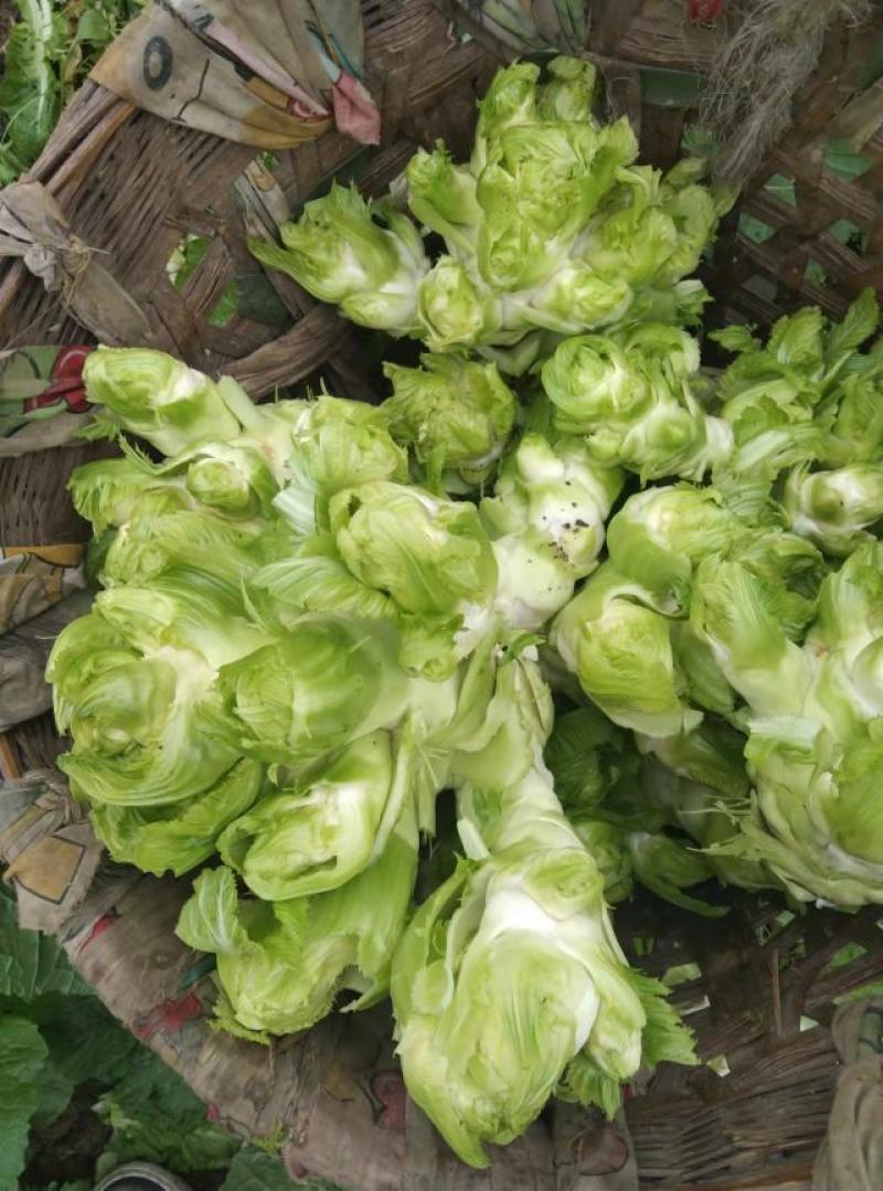 小心儿菜大心儿菜
