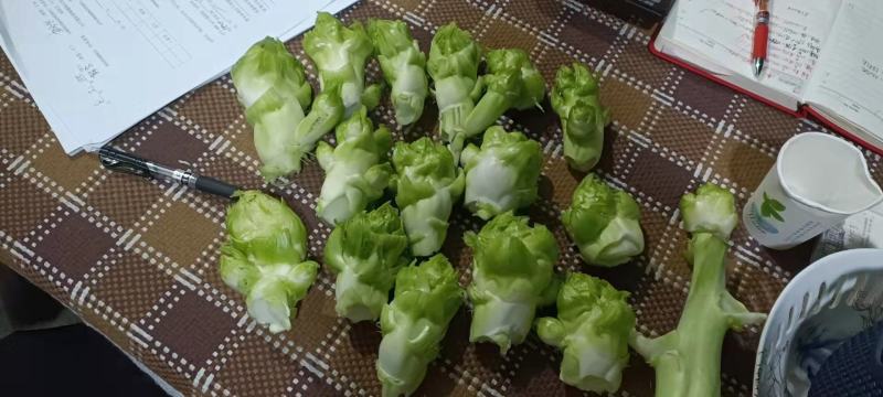 小心儿菜大心儿菜