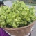 小心儿菜大心儿菜