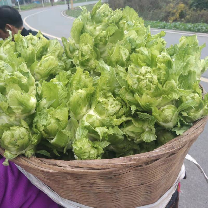 小心儿菜大心儿菜
