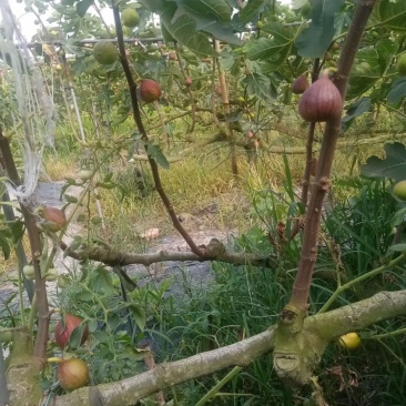 无花果全年都有货大量供应空运至全国几小时到货