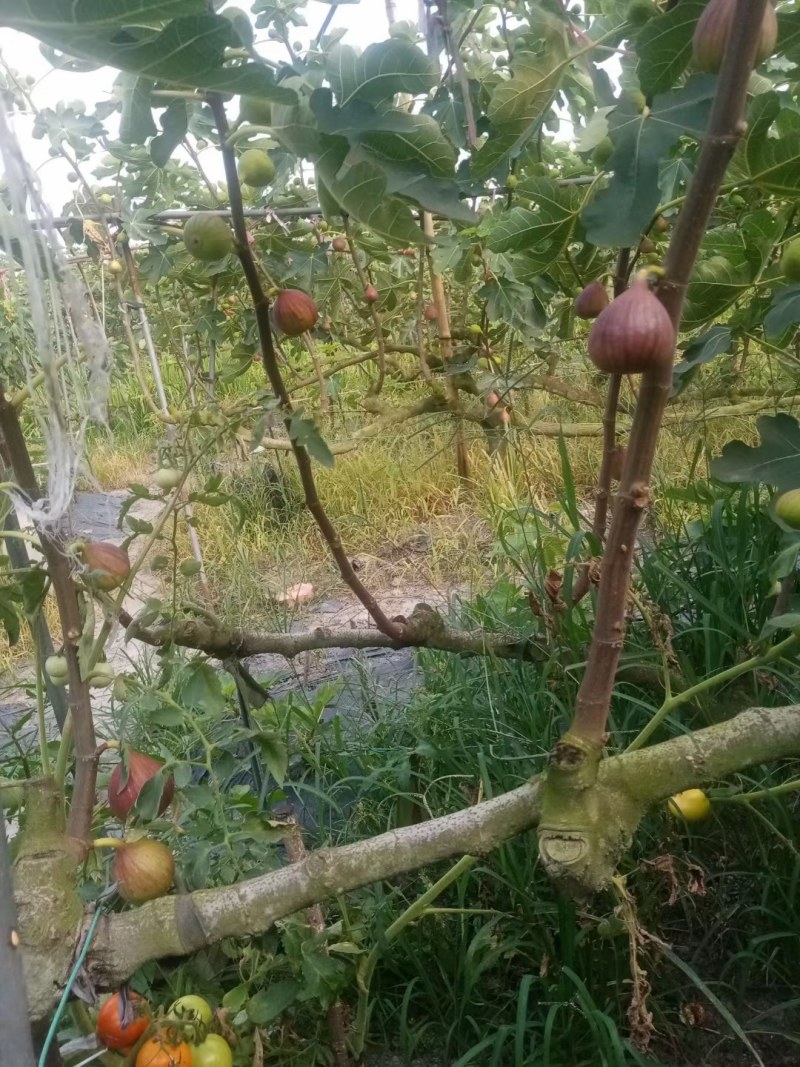 无花果全年都有货大量供应空运至全国几小时到货