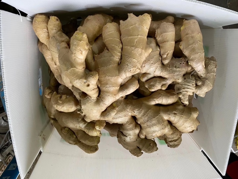 生姜优质保鲜姜风干姜山东大姜潍坊大姜