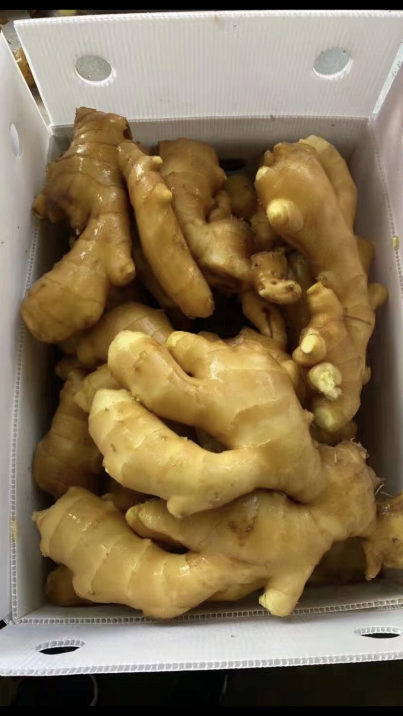 生姜优质保鲜姜风干姜山东大姜潍坊大姜