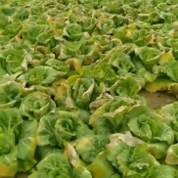 周口千亩娃娃菜大量上市中，一手货源，质量保证，全国代发，