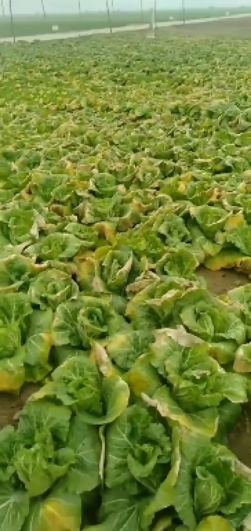 周口千亩娃娃菜大量上市中，一手货源，质量保证，全国代发，