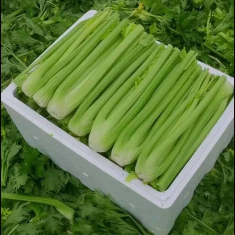 山东禹城精品西西芹大量上市欢迎来电咨询有