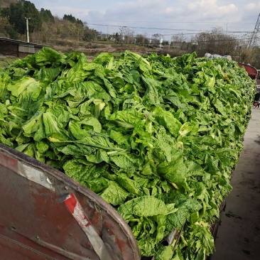 泡清菜大量出货