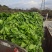 泡清菜大量出货