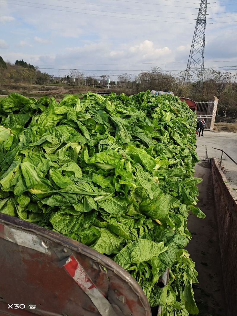 泡清菜大量出货