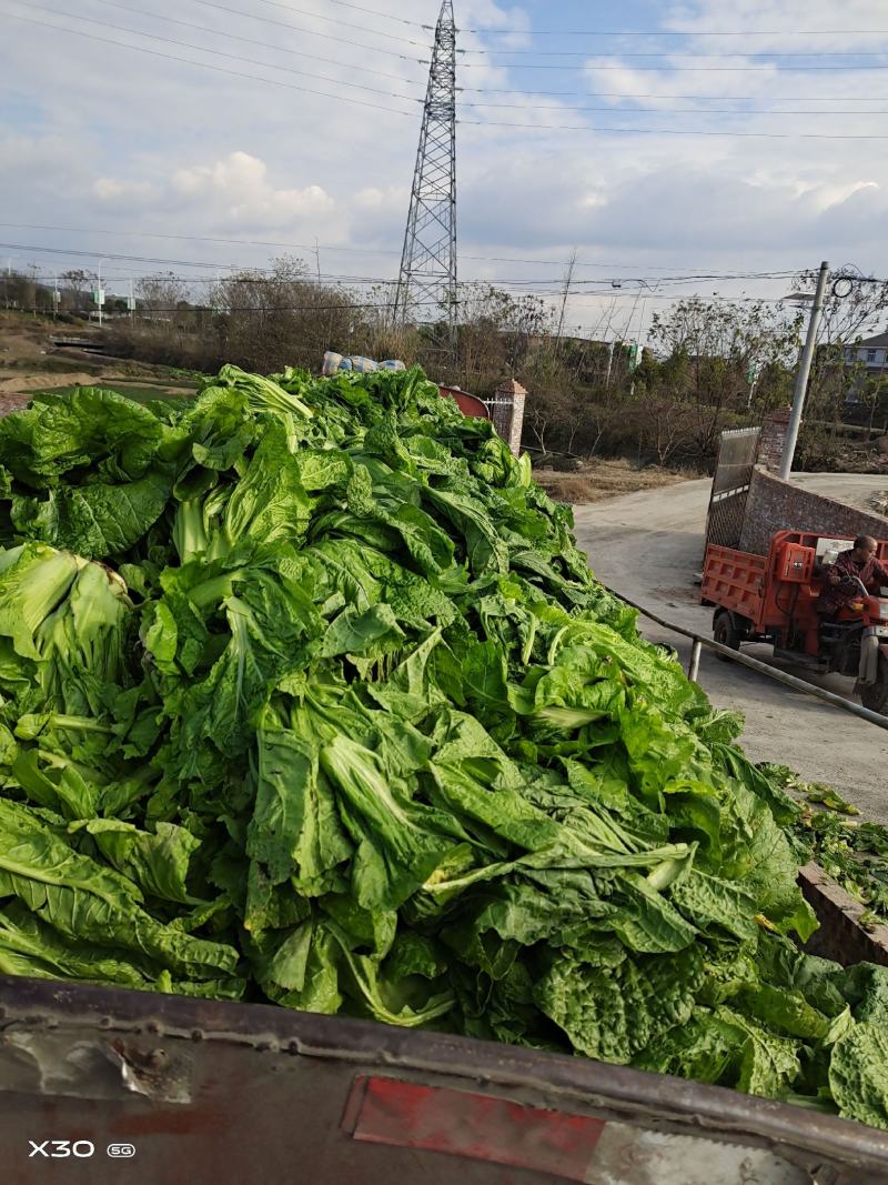 泡清菜大量出货