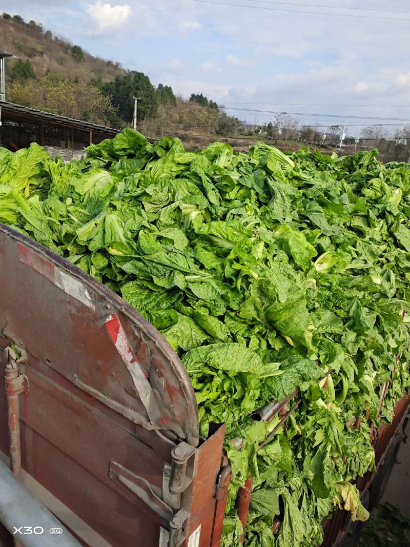 泡清菜大量出货