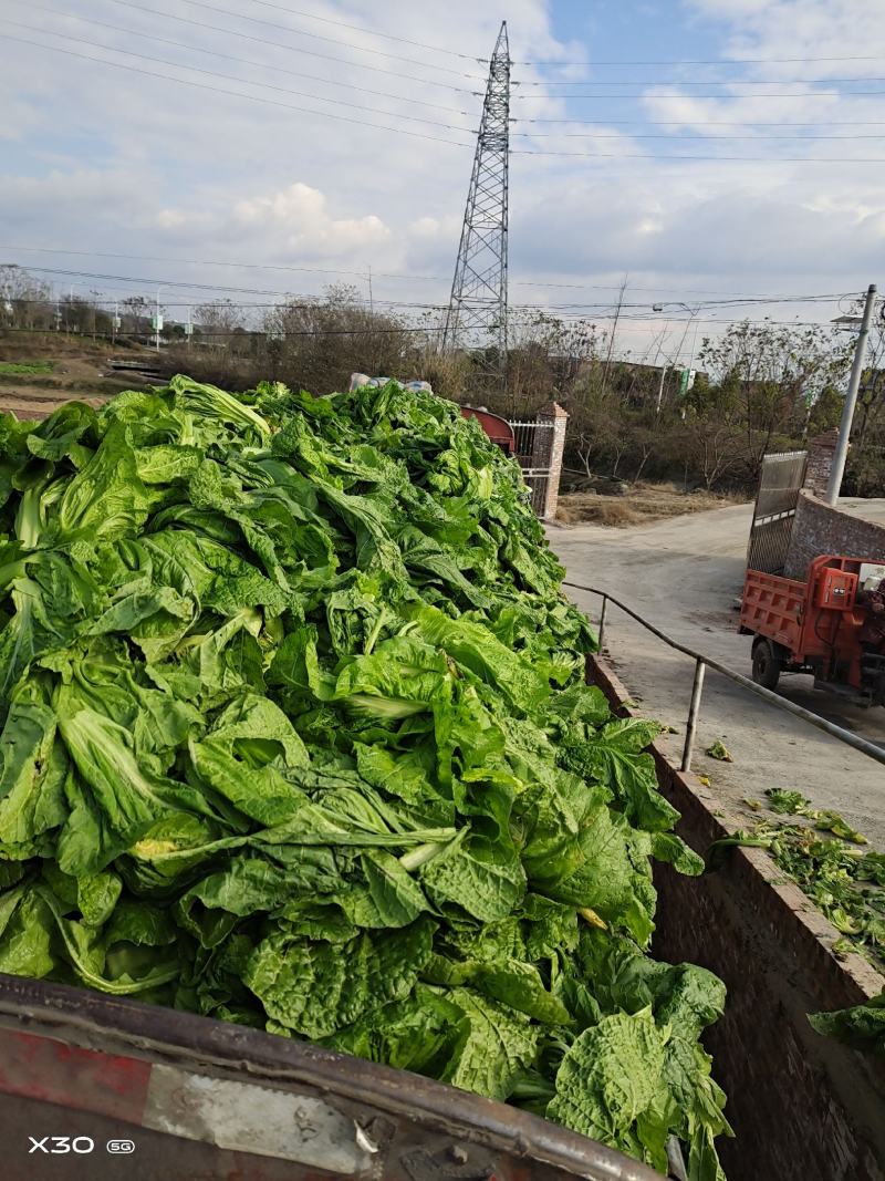 泡清菜大量出货