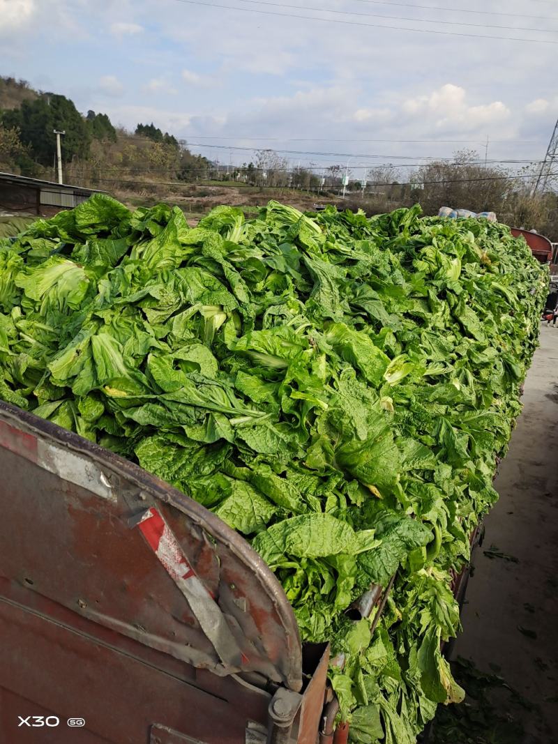 泡清菜大量出货