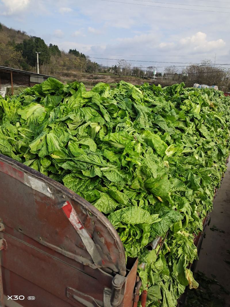 泡清菜大量出货