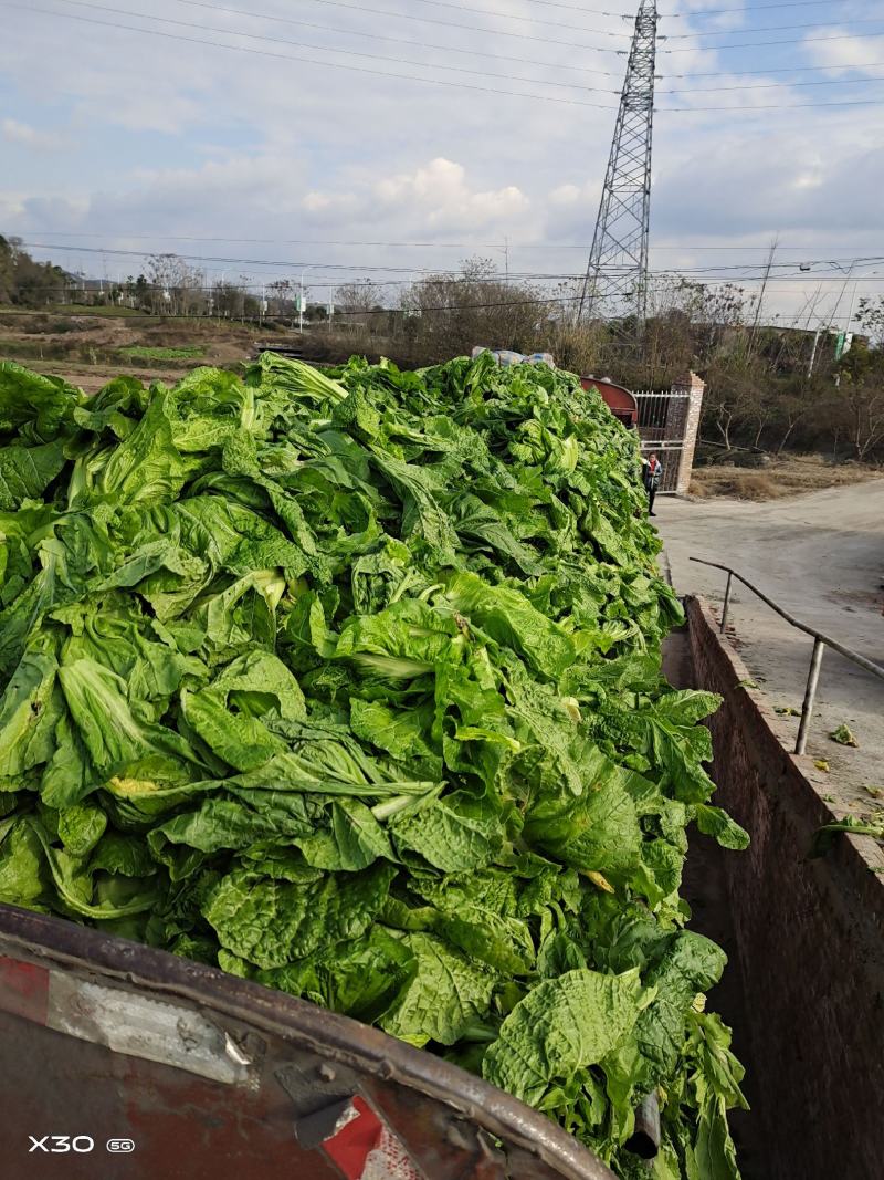 泡清菜大量出货