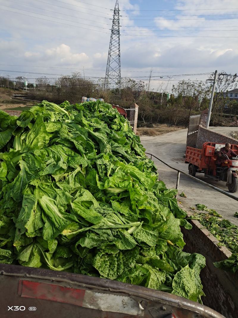 泡清菜大量出货