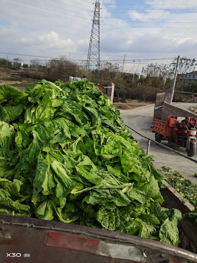 泡清菜大量出货