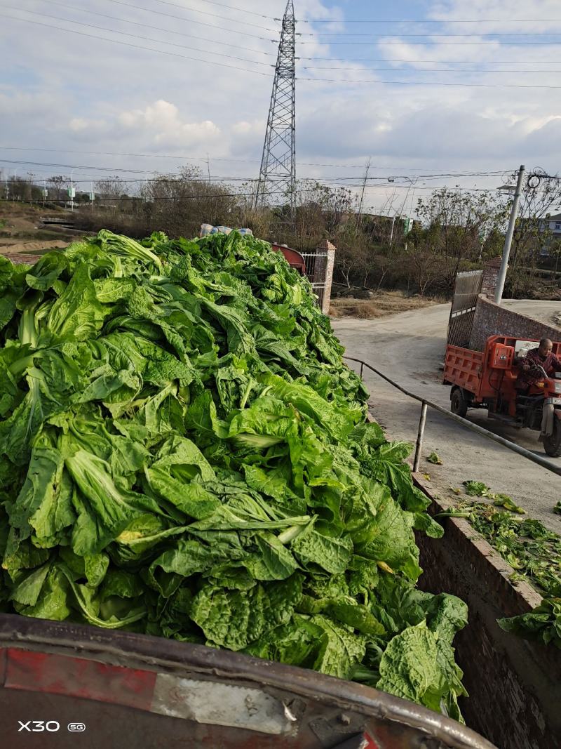 泡清菜大量出货