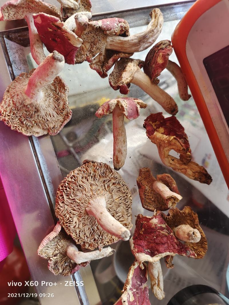 干红菌菇，朱砂菌，红菇，大小规格齐全全烘干