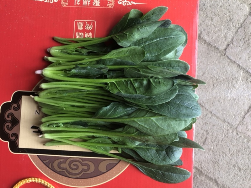 岱岳区精品波菜，16--20公分，专业工人装箱
