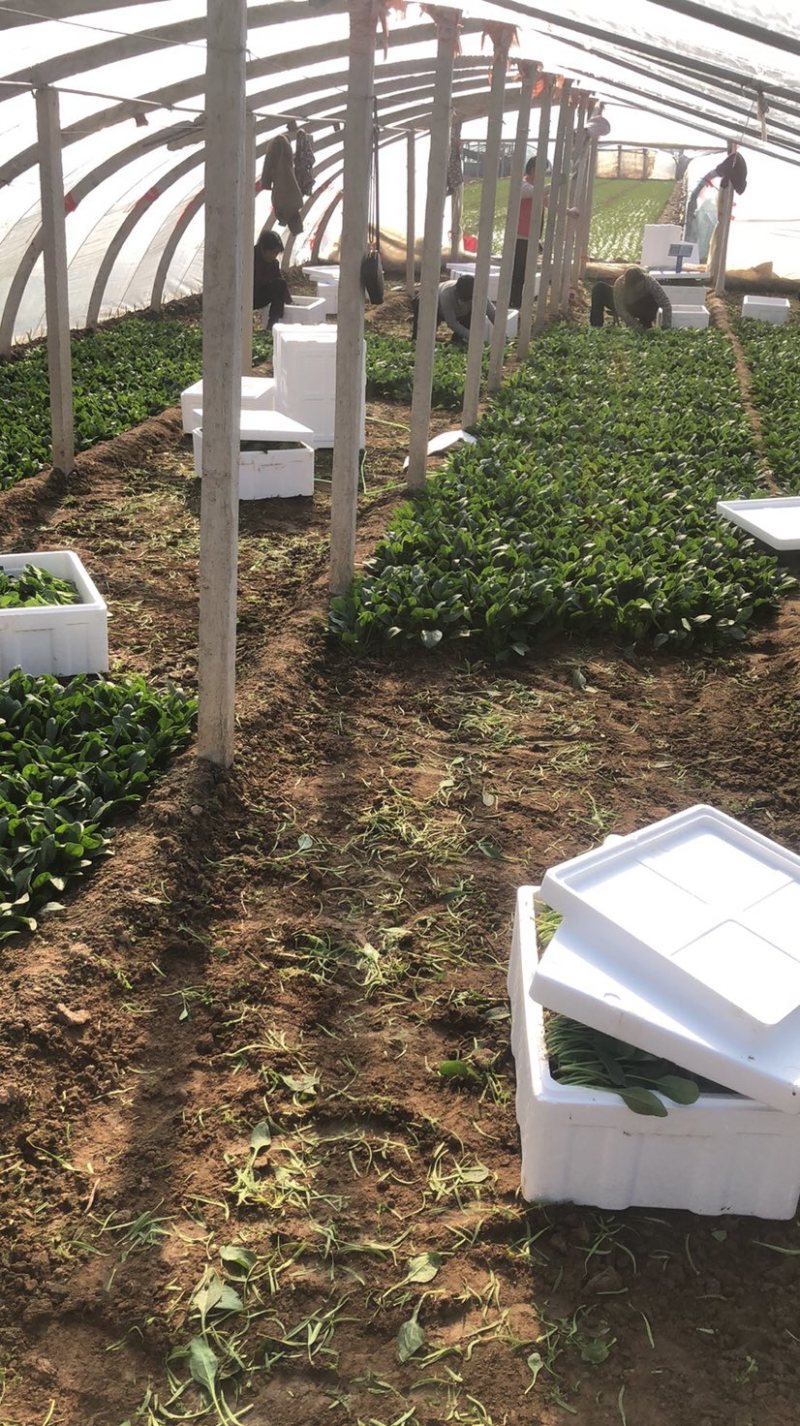 岱岳区精品波菜，16--20公分，专业工人装箱