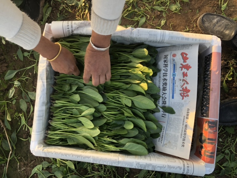 岱岳区精品波菜，16--20公分，专业工人装箱