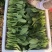 岱岳区精品波菜，16--20公分，专业工人装箱