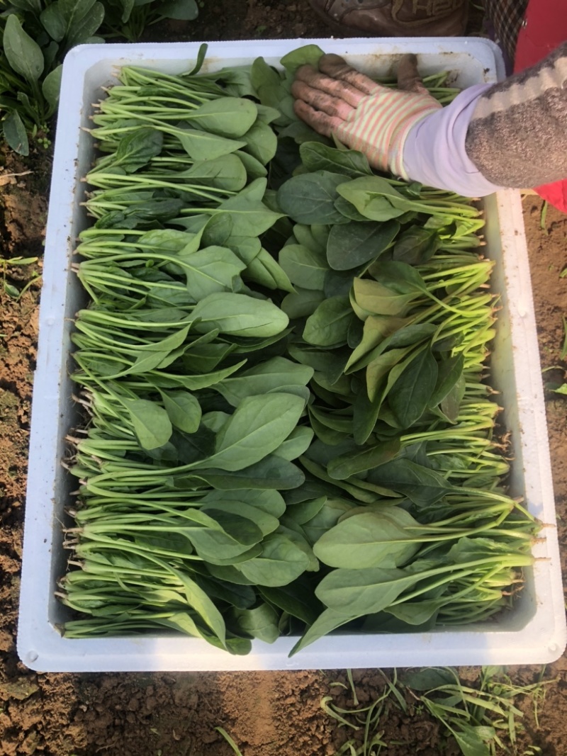 岱岳区精品波菜，16--20公分，专业工人装箱