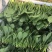 岱岳区精品波菜，16--20公分，专业工人装箱