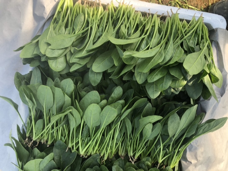 岱岳区精品波菜，16--20公分，专业工人装箱