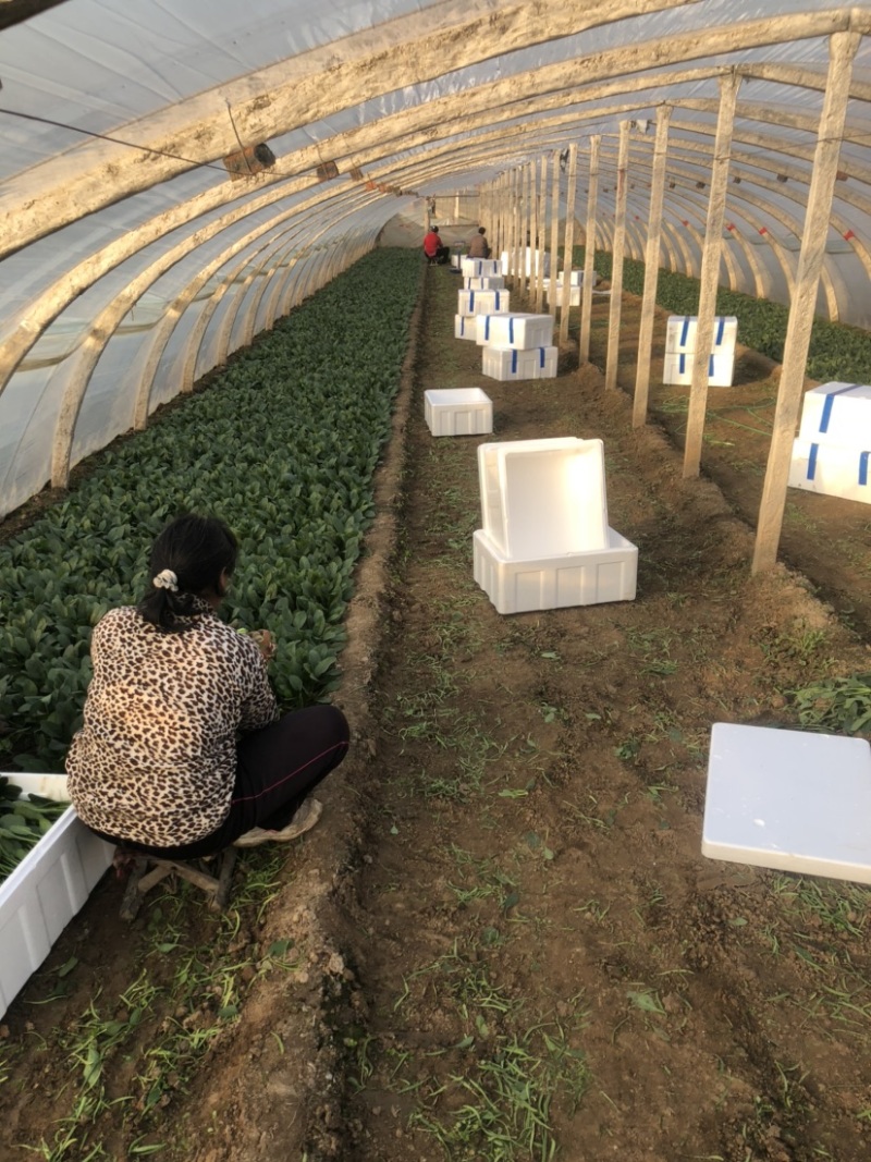 岱岳区精品波菜，16--20公分，专业工人装箱