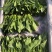岱岳区精品波菜，16--20公分，专业工人装箱