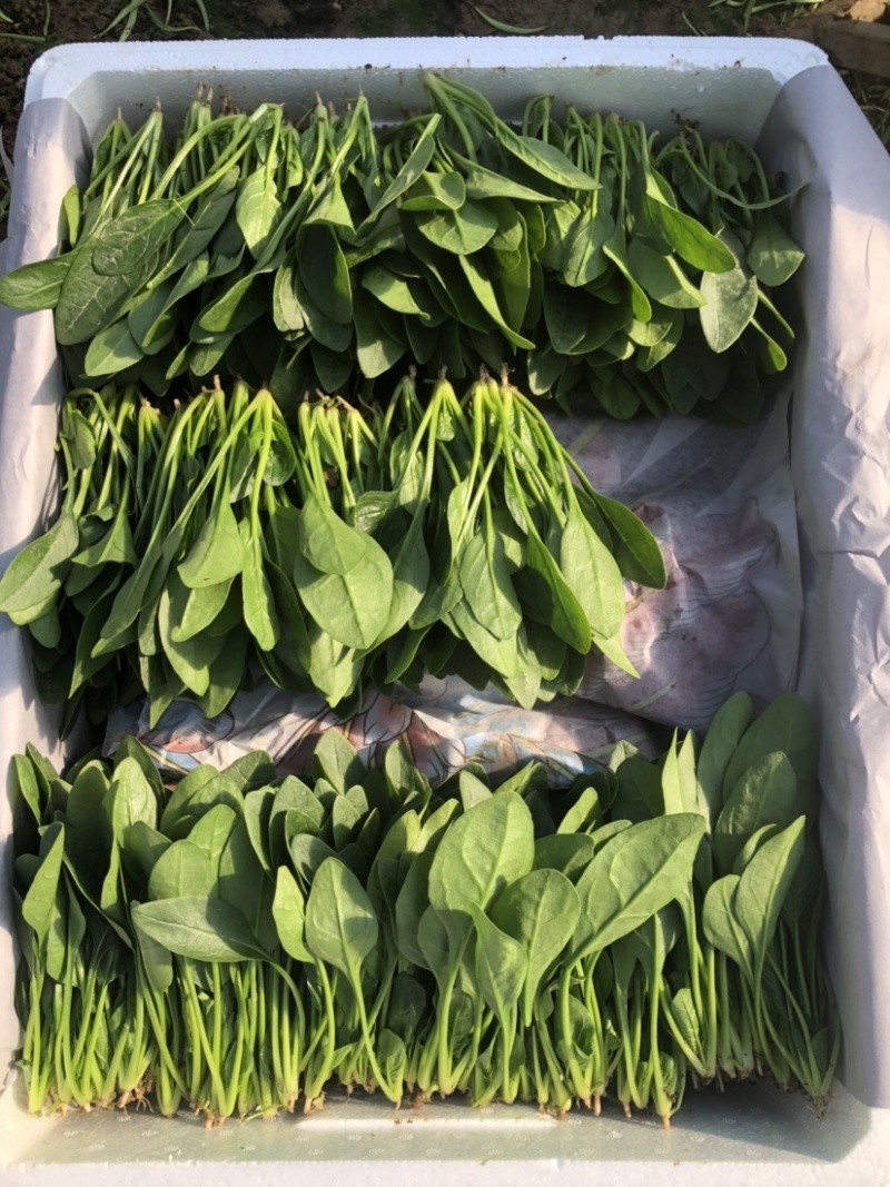 岱岳区精品波菜，16--20公分，专业工人装箱