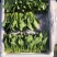岱岳区精品波菜，16--20公分，专业工人装箱