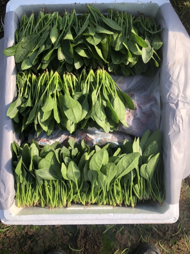 岱岳区精品波菜，16--20公分，专业工人装箱