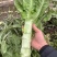 三青莴苣丨青皮青肉丨莴笋杆子丨量大从优丨安徽宿州