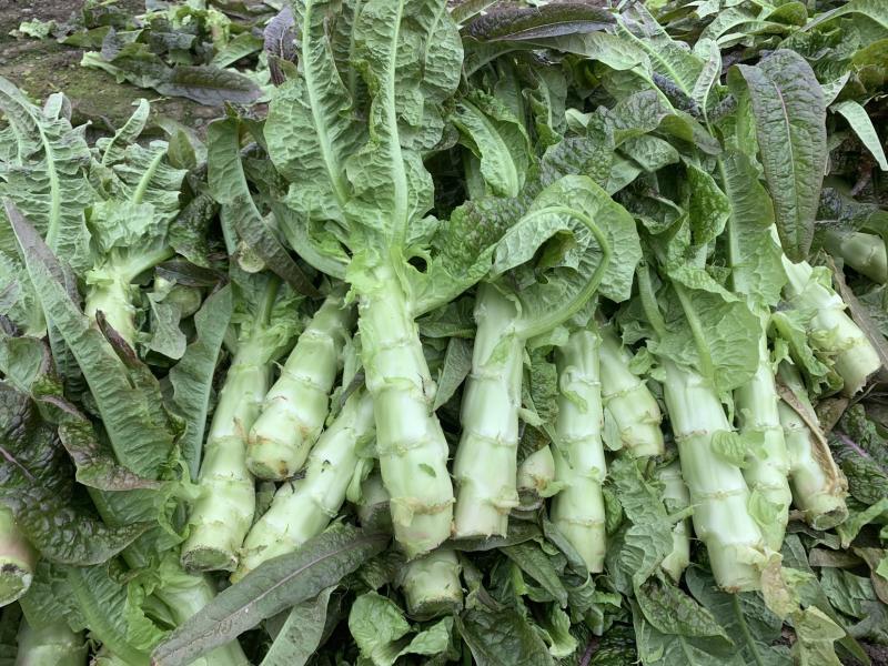 三青红叶莴笋杆子丨一一丨价格便宜丨一一大量供应丨安徽宿州