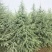 雪松树苗价格大小规格齐全40公分~6米树形优美根系好